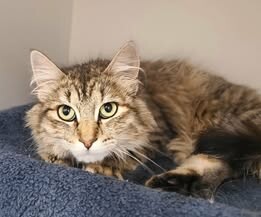 Picture of the Animal Listed