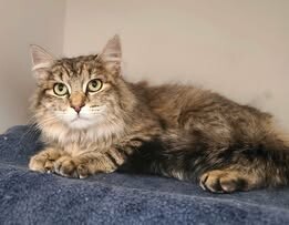 Picture of the Animal Listed