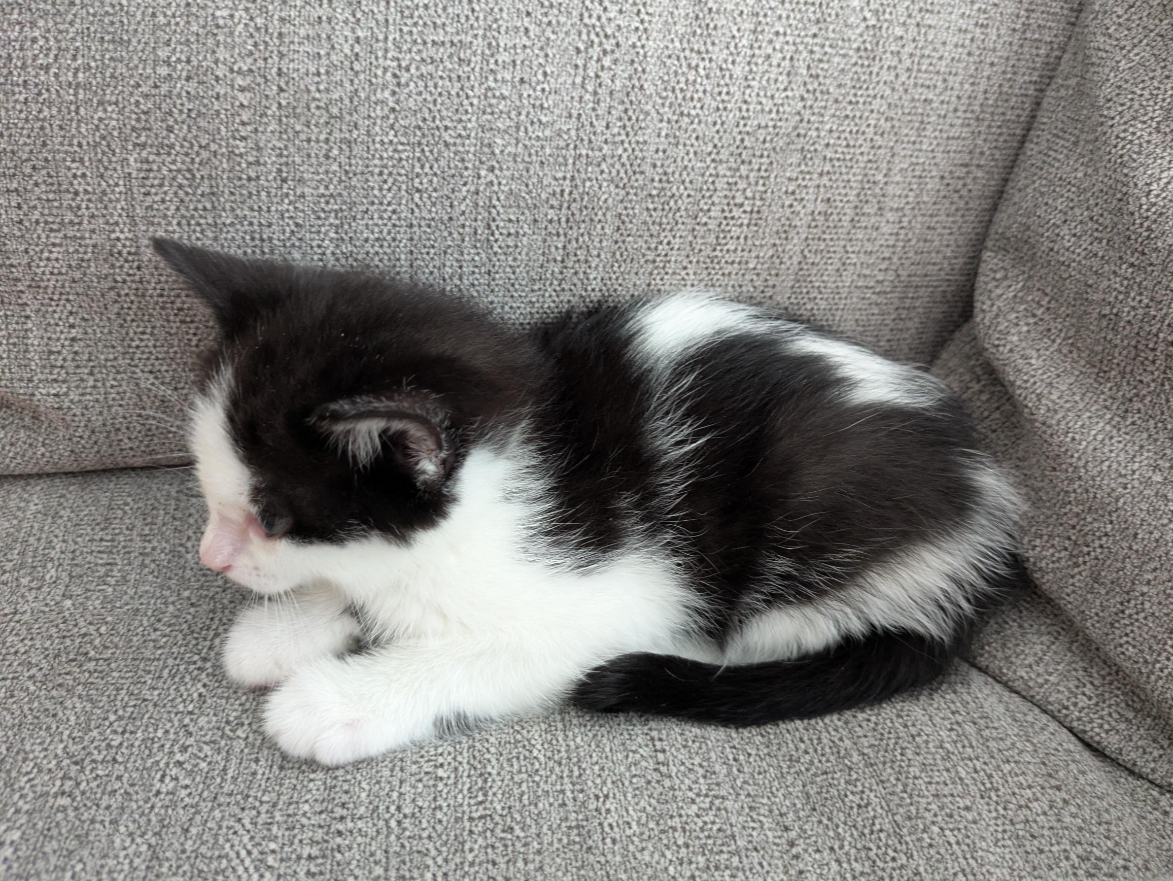 Picture of the Animal Listed