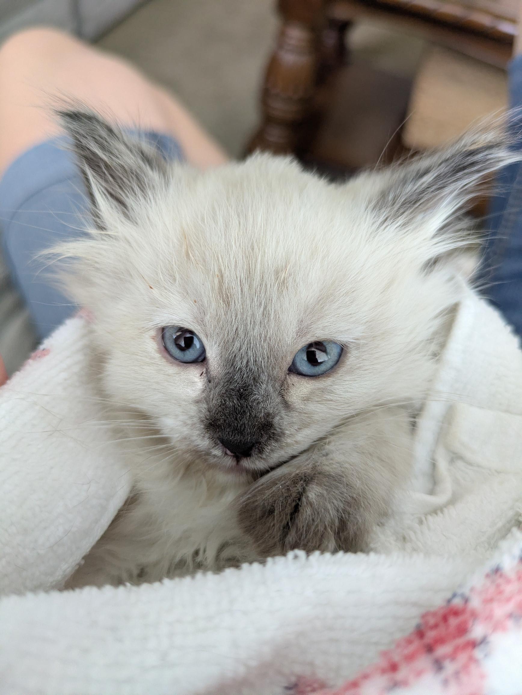 Picture of the Animal Listed