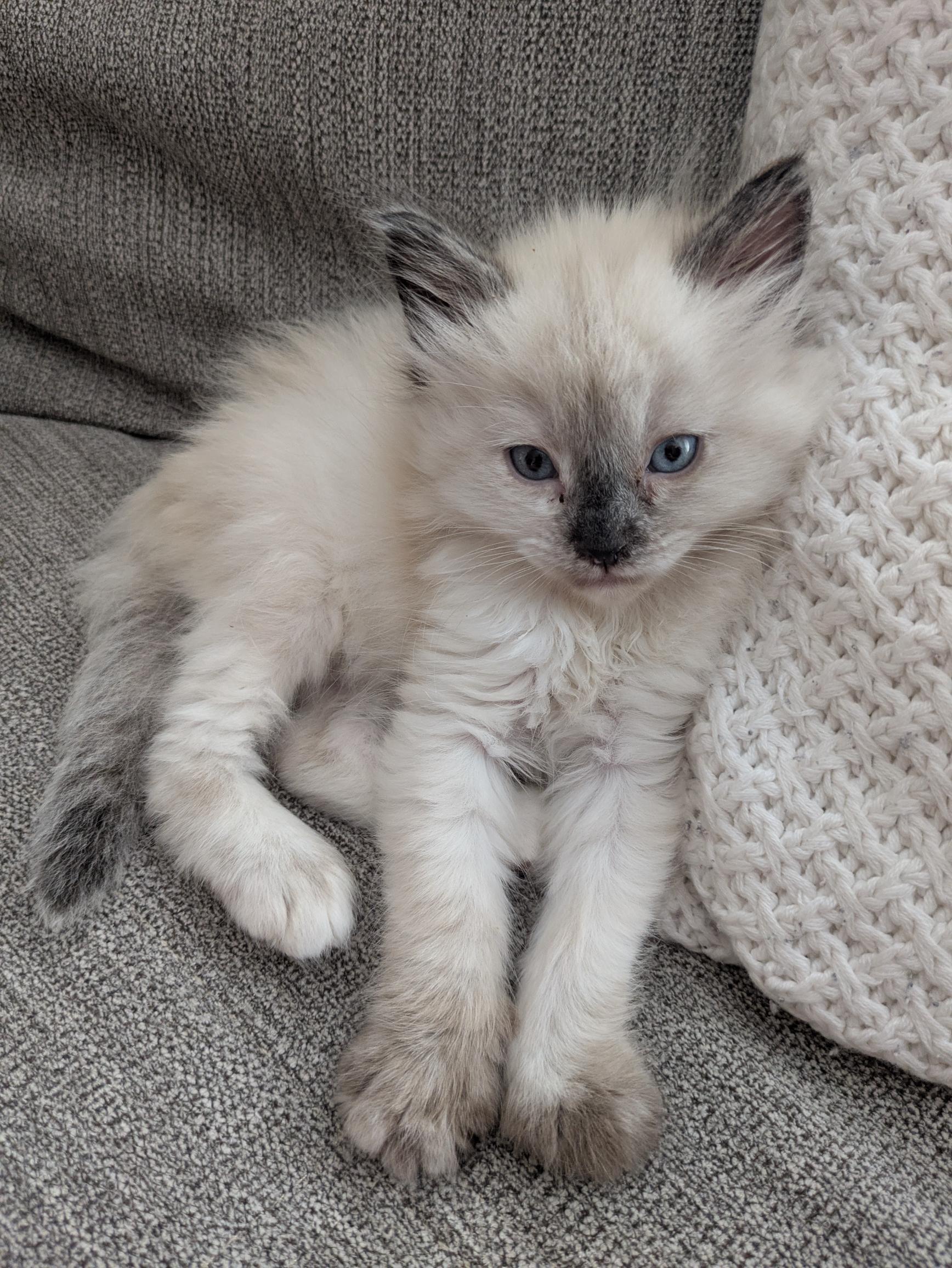 Picture of the Animal Listed