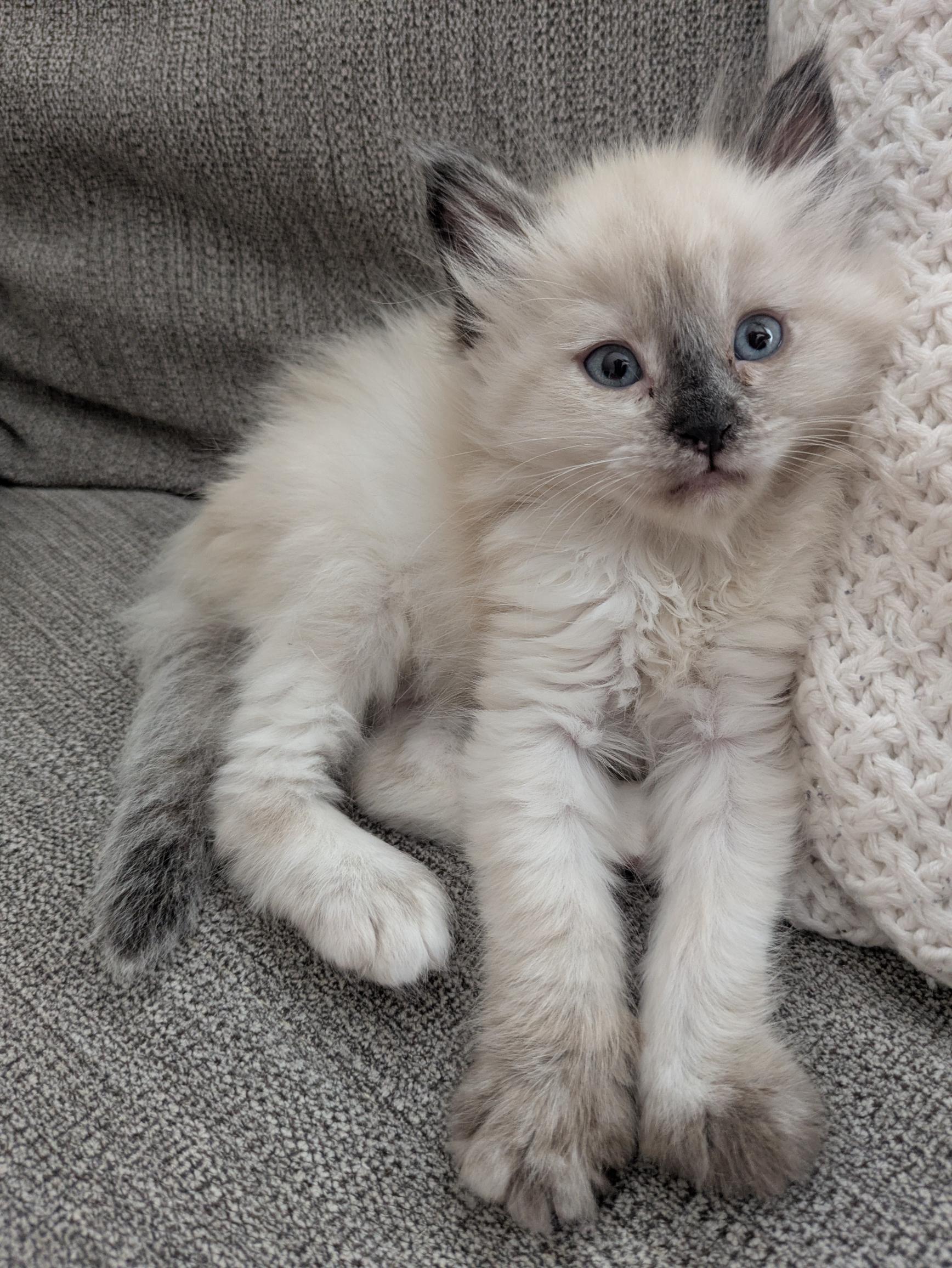 Picture of the Animal Listed