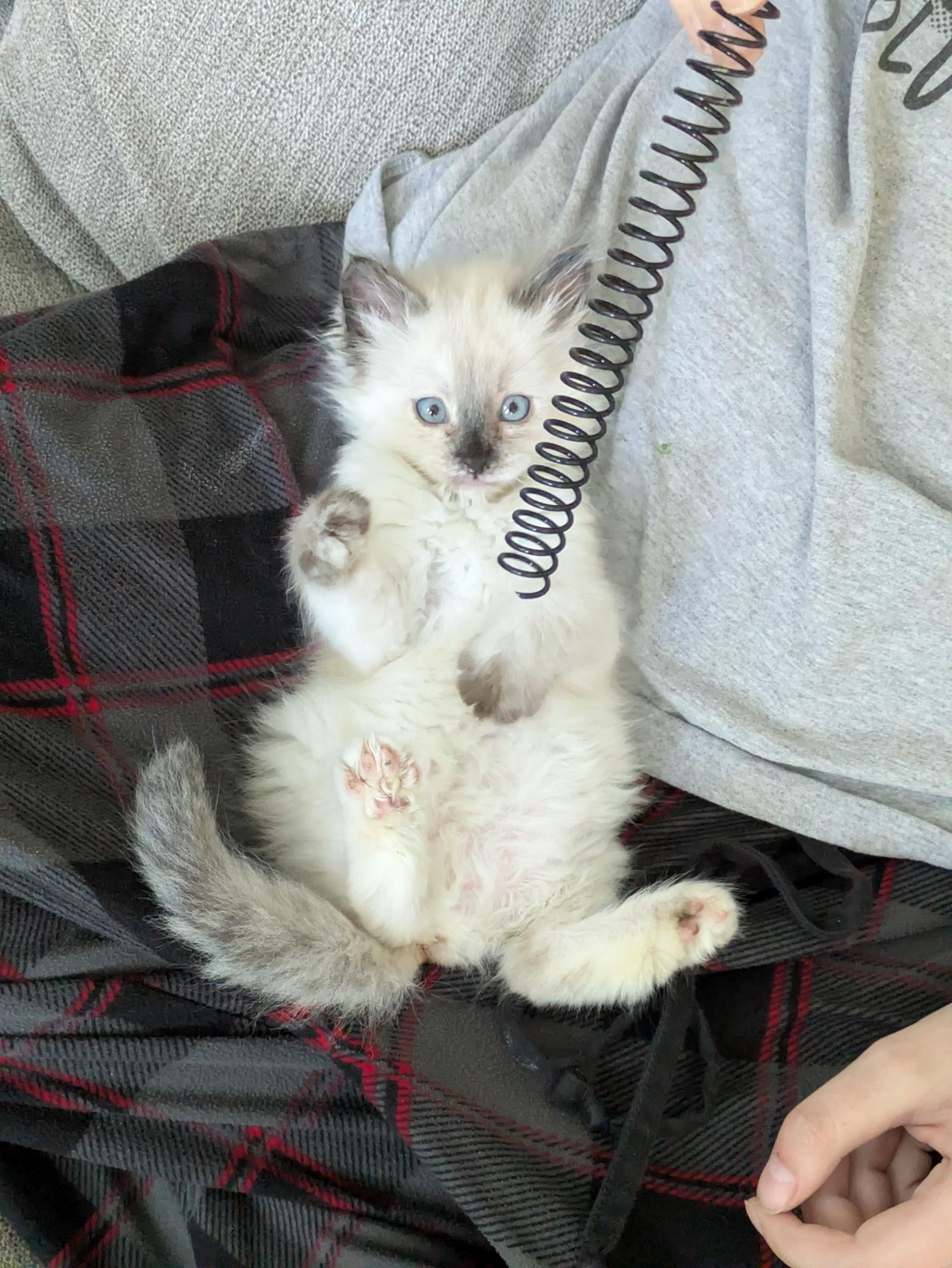 Picture of the Animal Listed