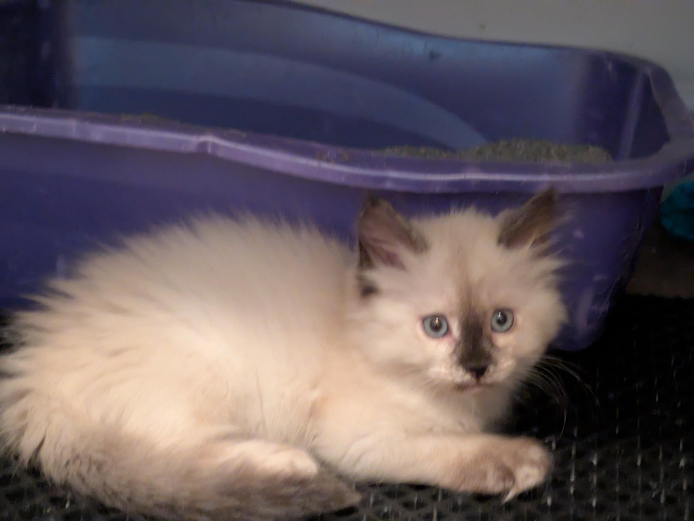 Picture of the Animal Listed