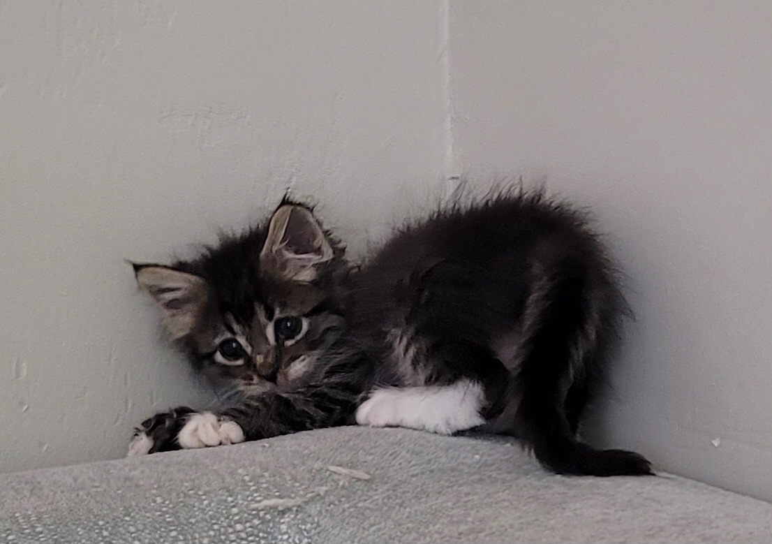 Picture of the Animal Listed