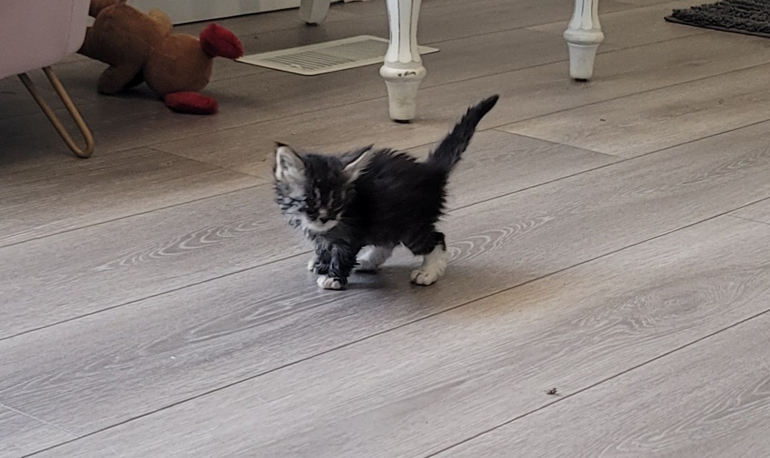 Picture of the Animal Listed