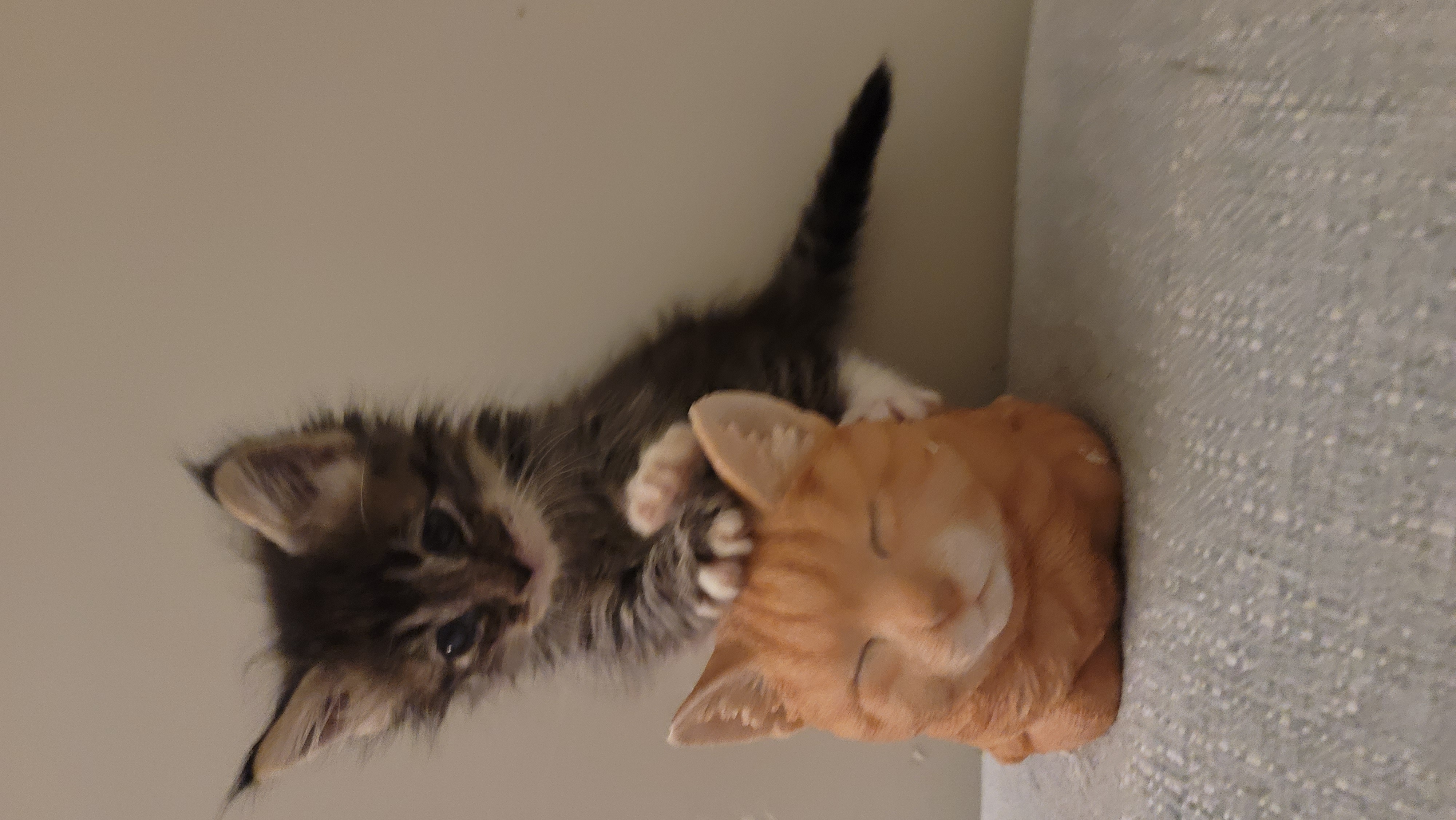 Picture of the Animal Listed