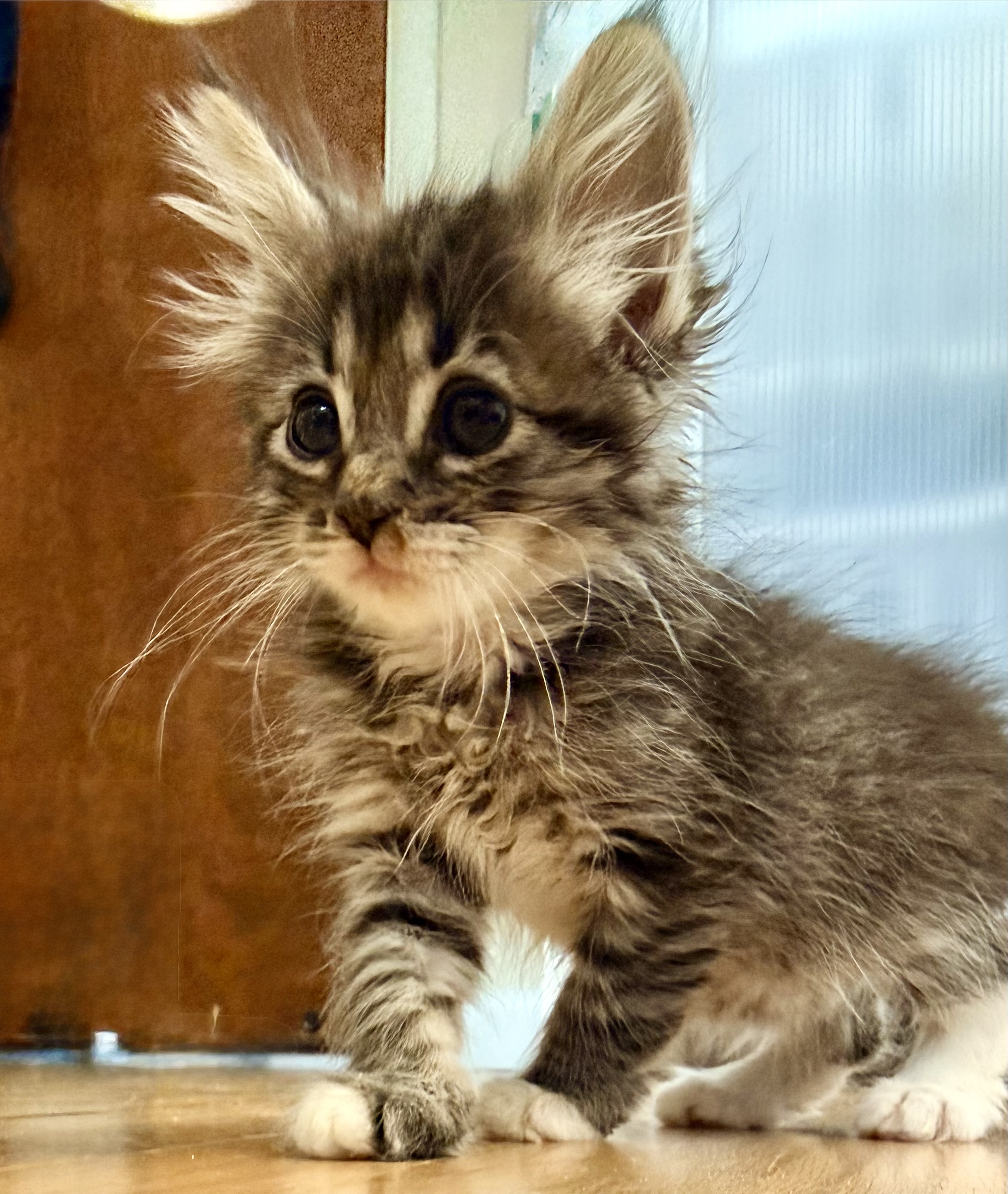 Picture of the Animal Listed