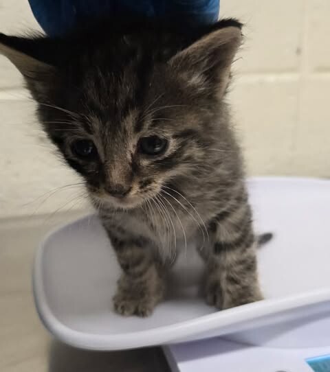 Picture of the Animal Listed