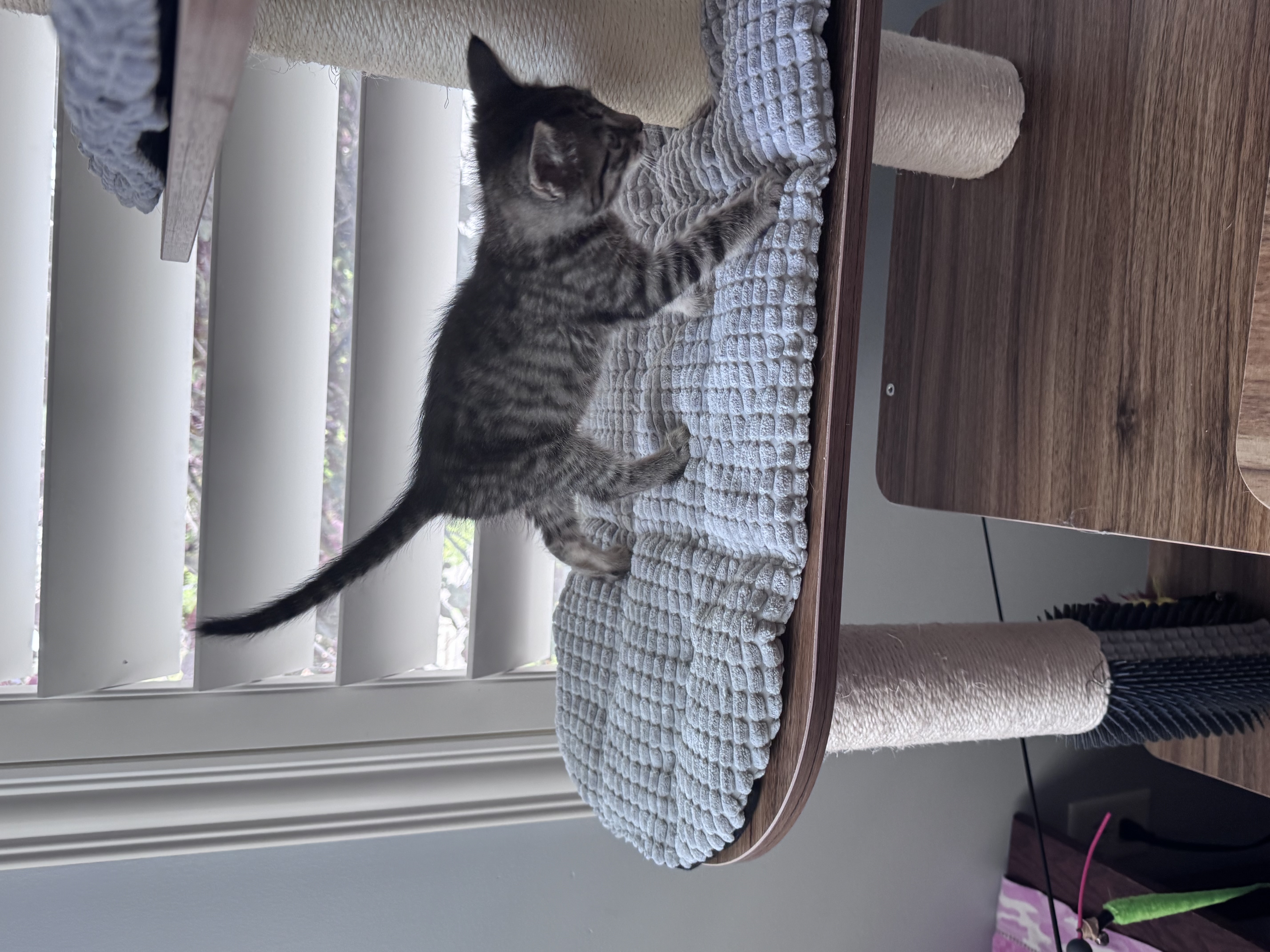 Picture of the Animal Listed