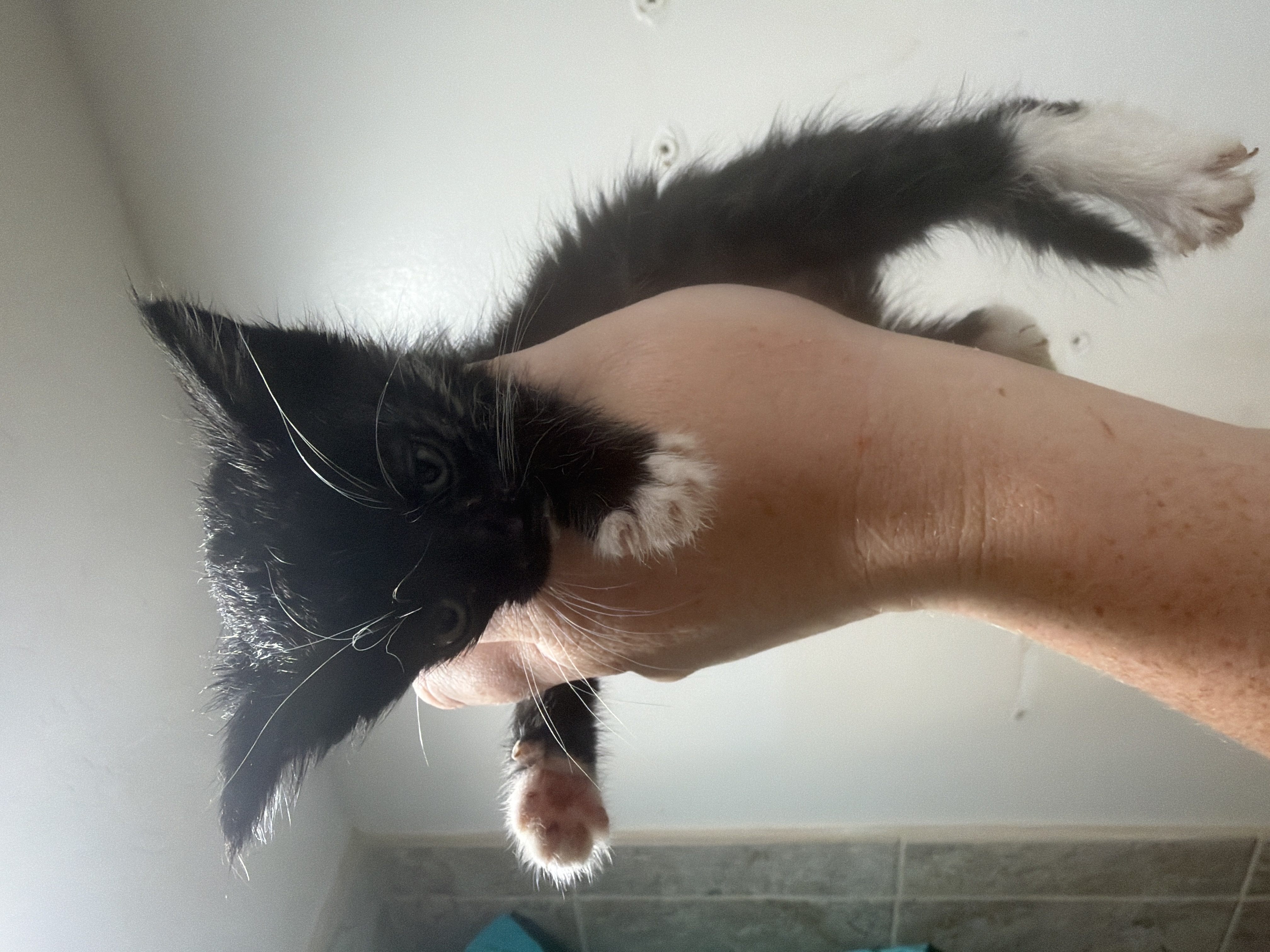 Picture of the Animal Listed