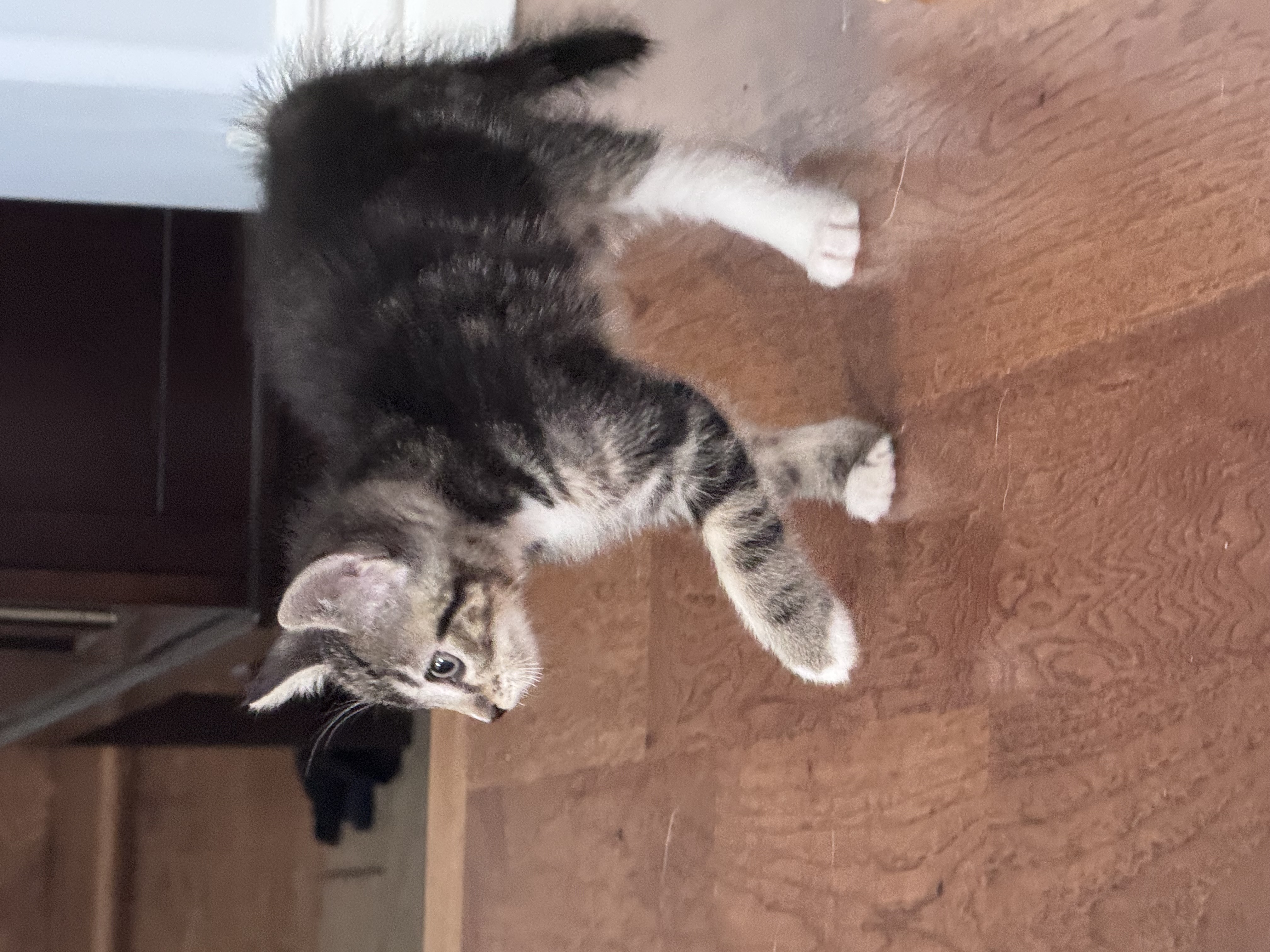 Picture of the Animal Listed