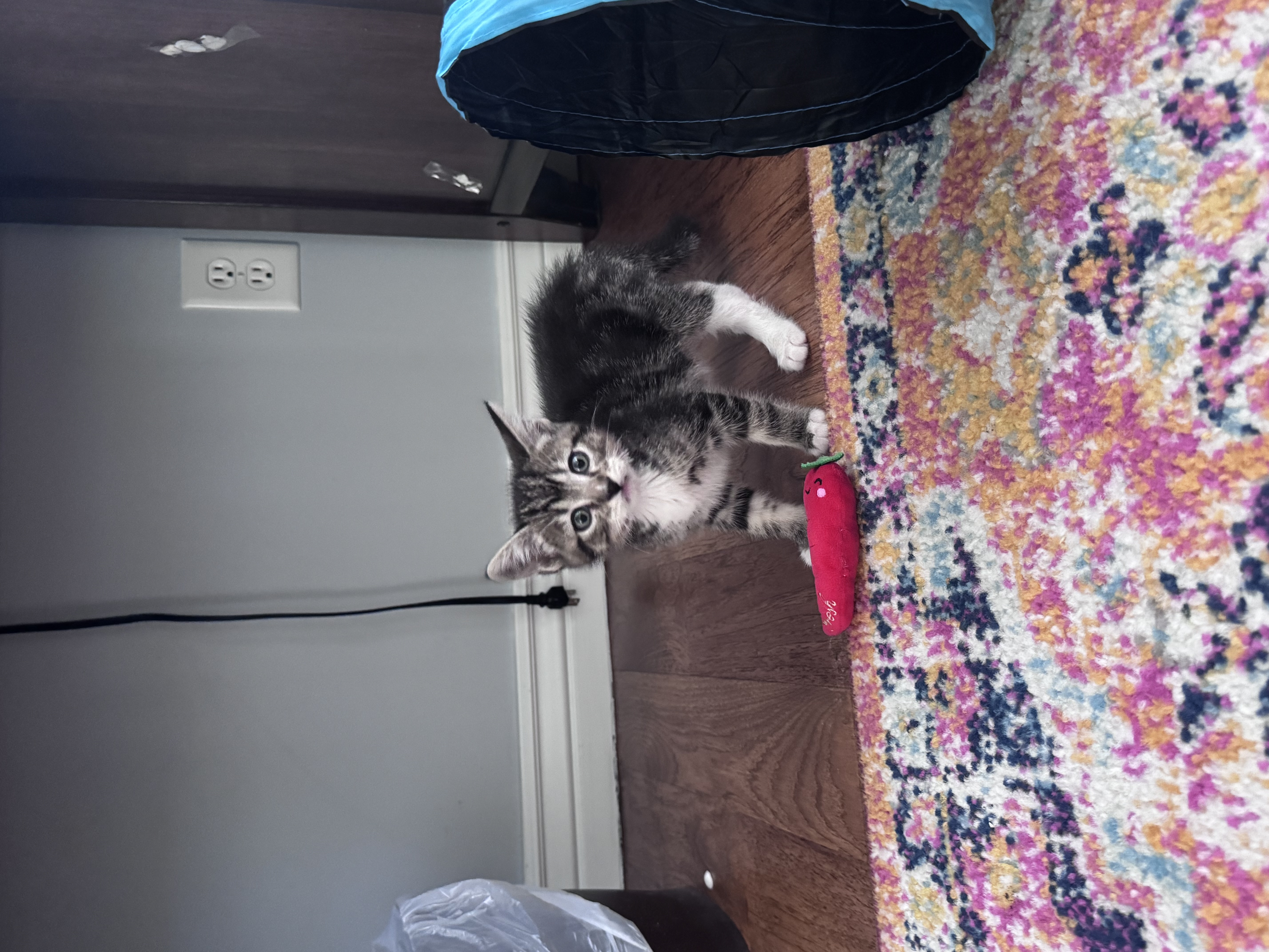 Picture of the Animal Listed
