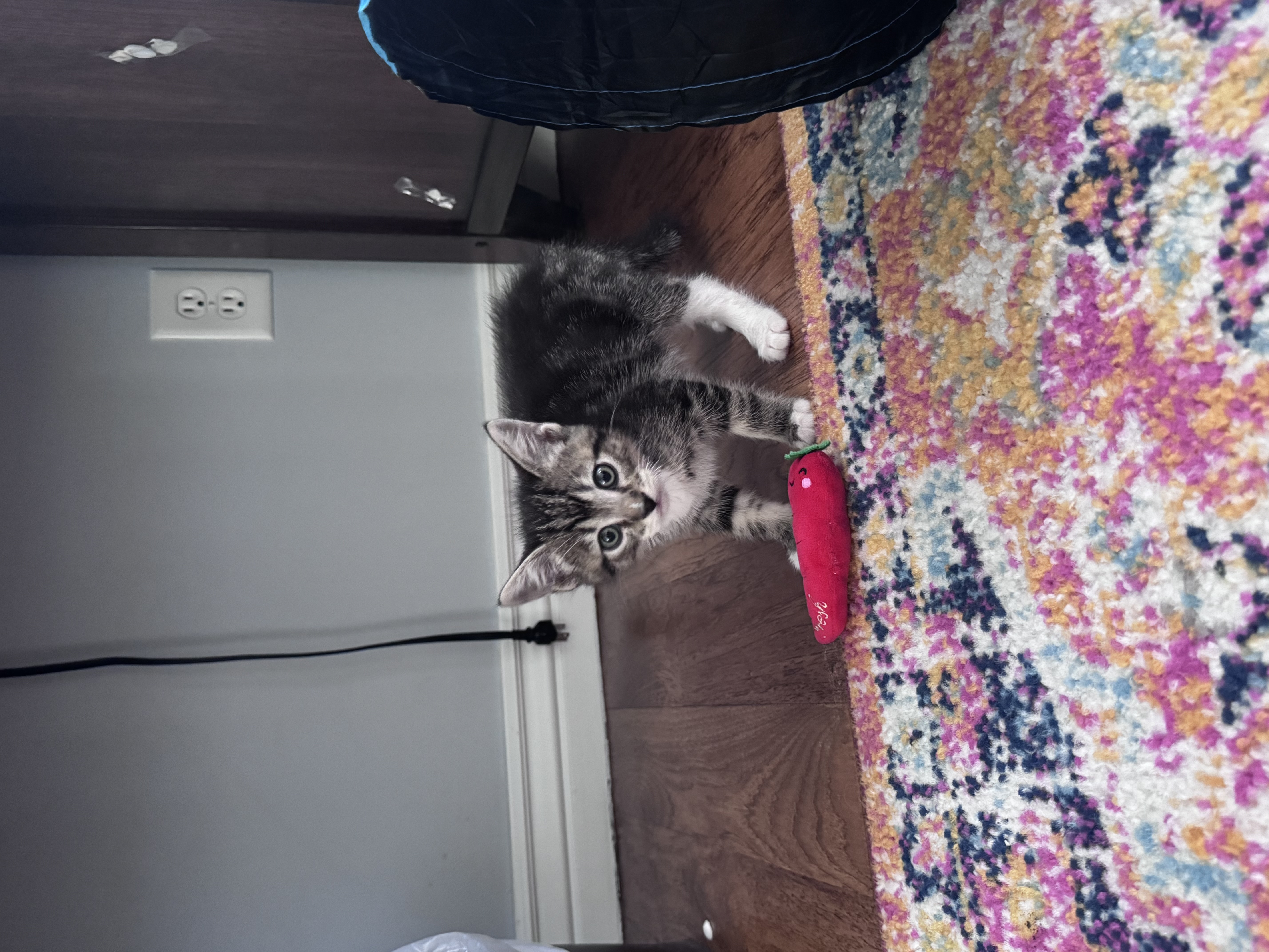 Picture of the Animal Listed