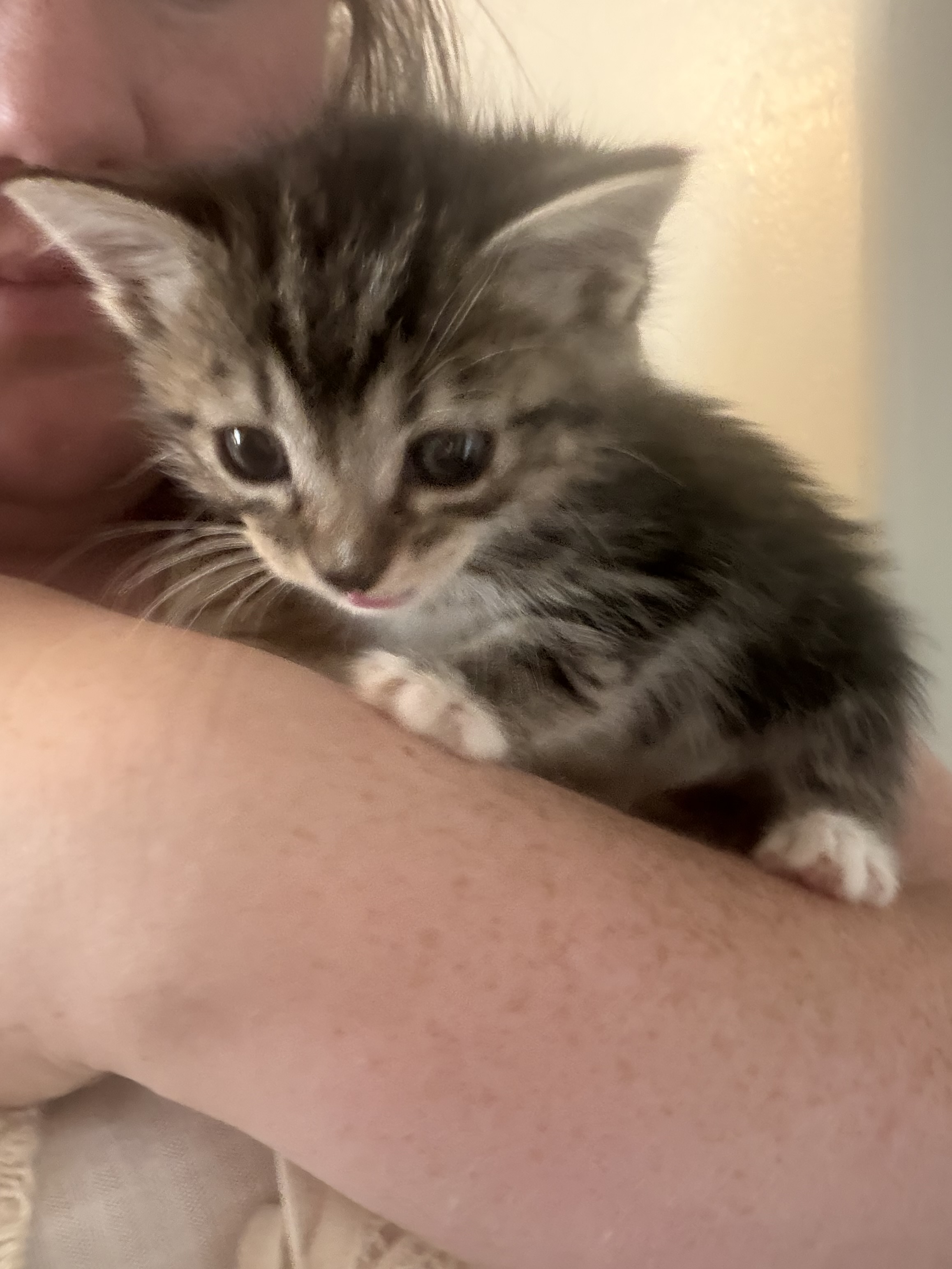 Picture of the Animal Listed