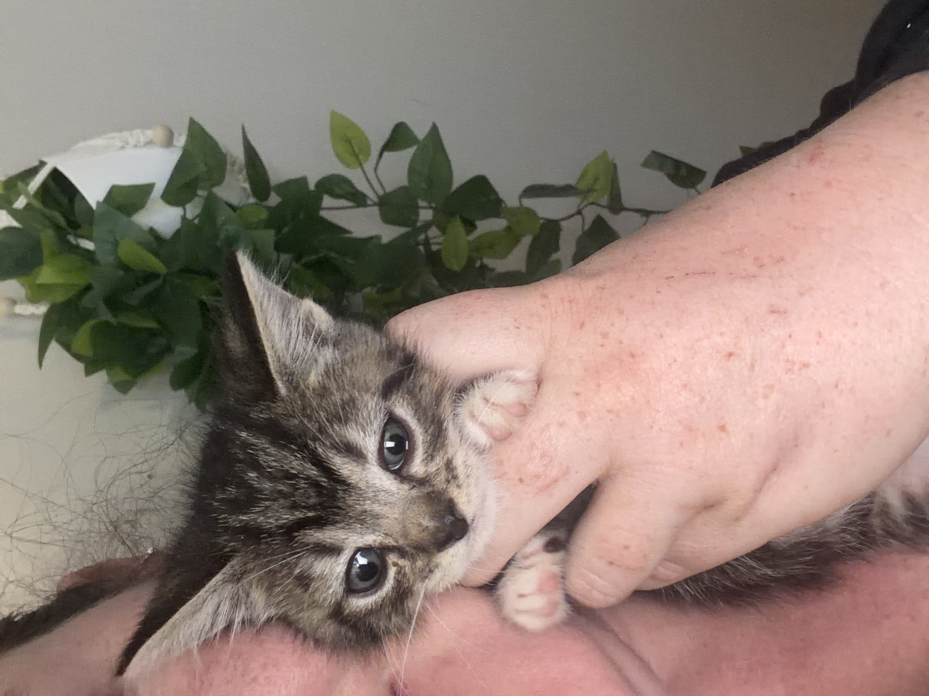 Picture of the Animal Listed