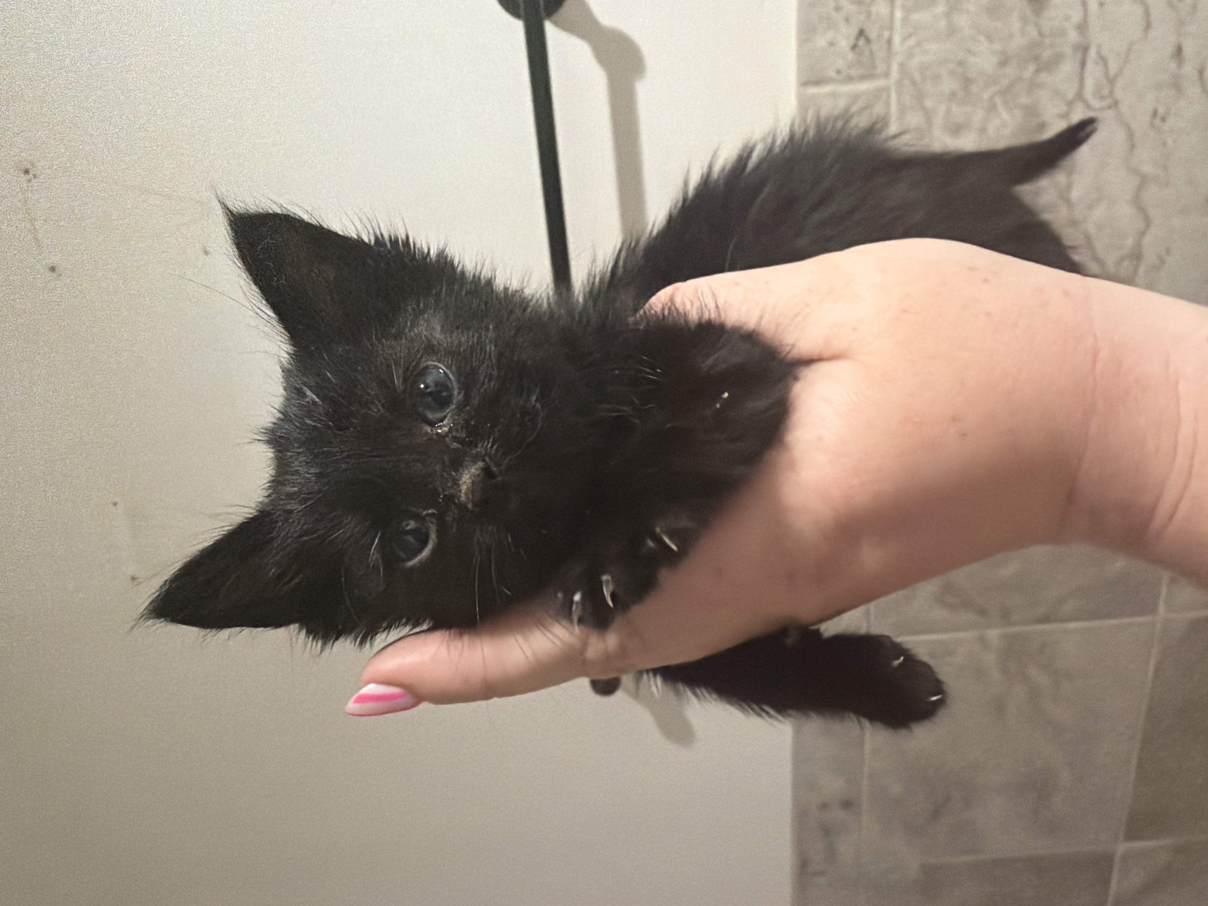 Picture of the Animal Listed