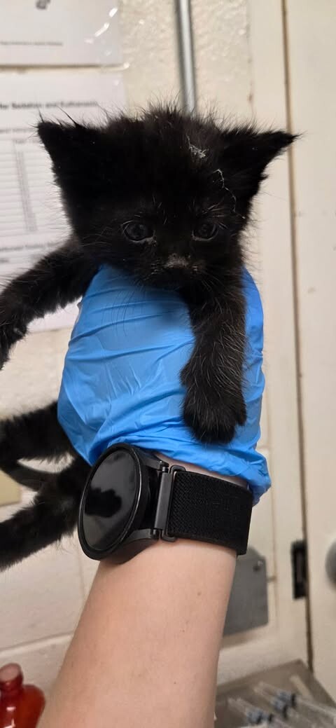 Picture of the Animal Listed