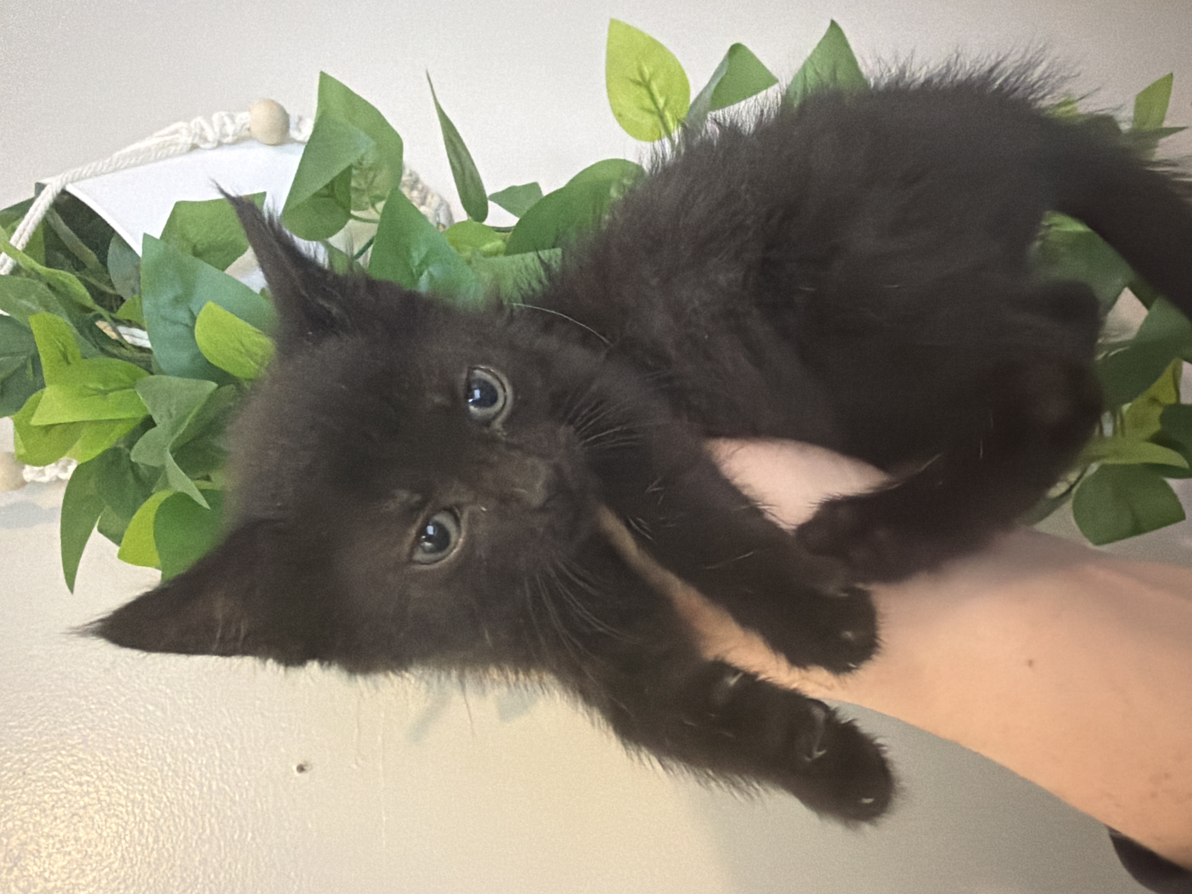 Picture of the Animal Listed