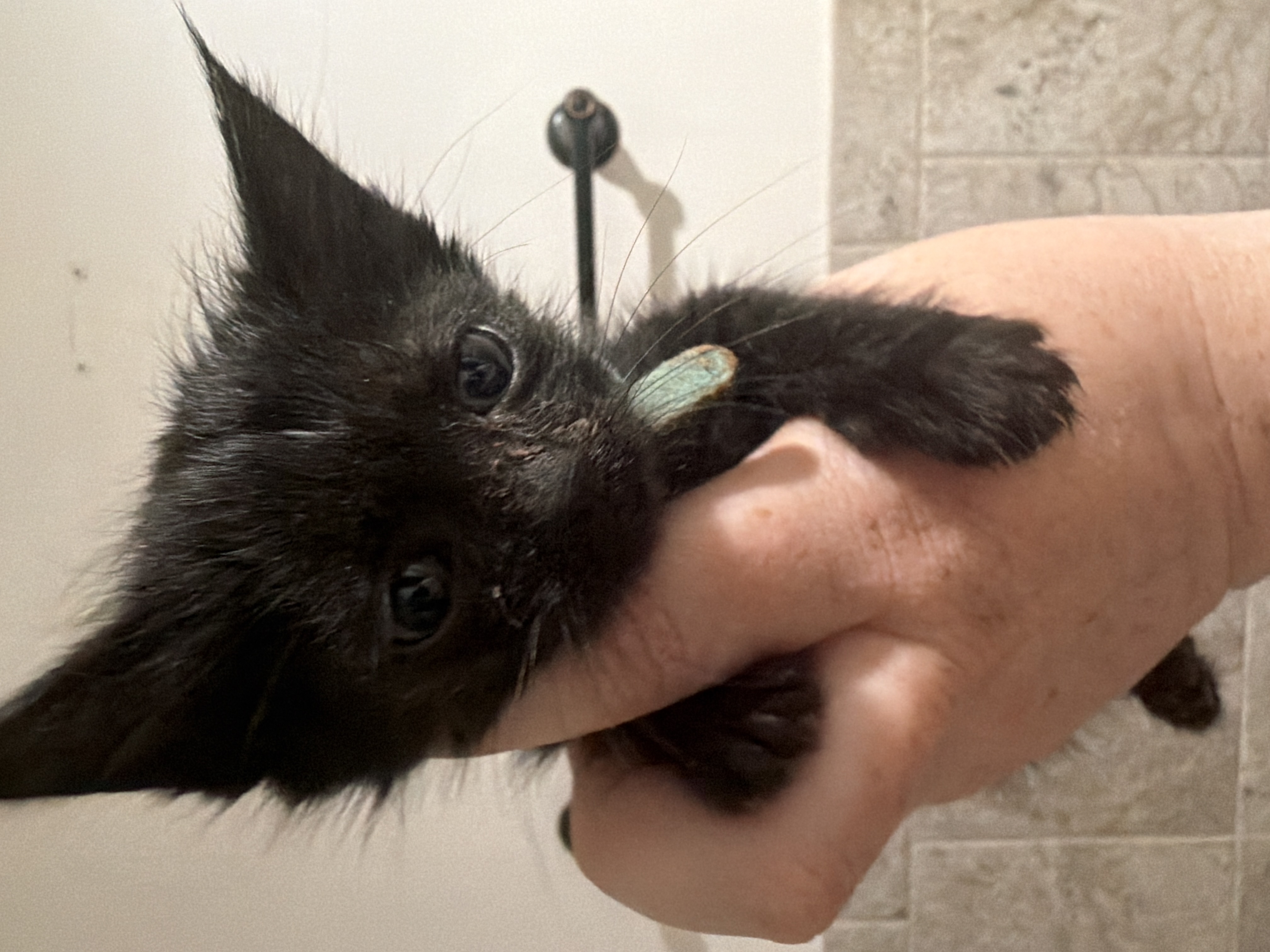 Picture of the Animal Listed