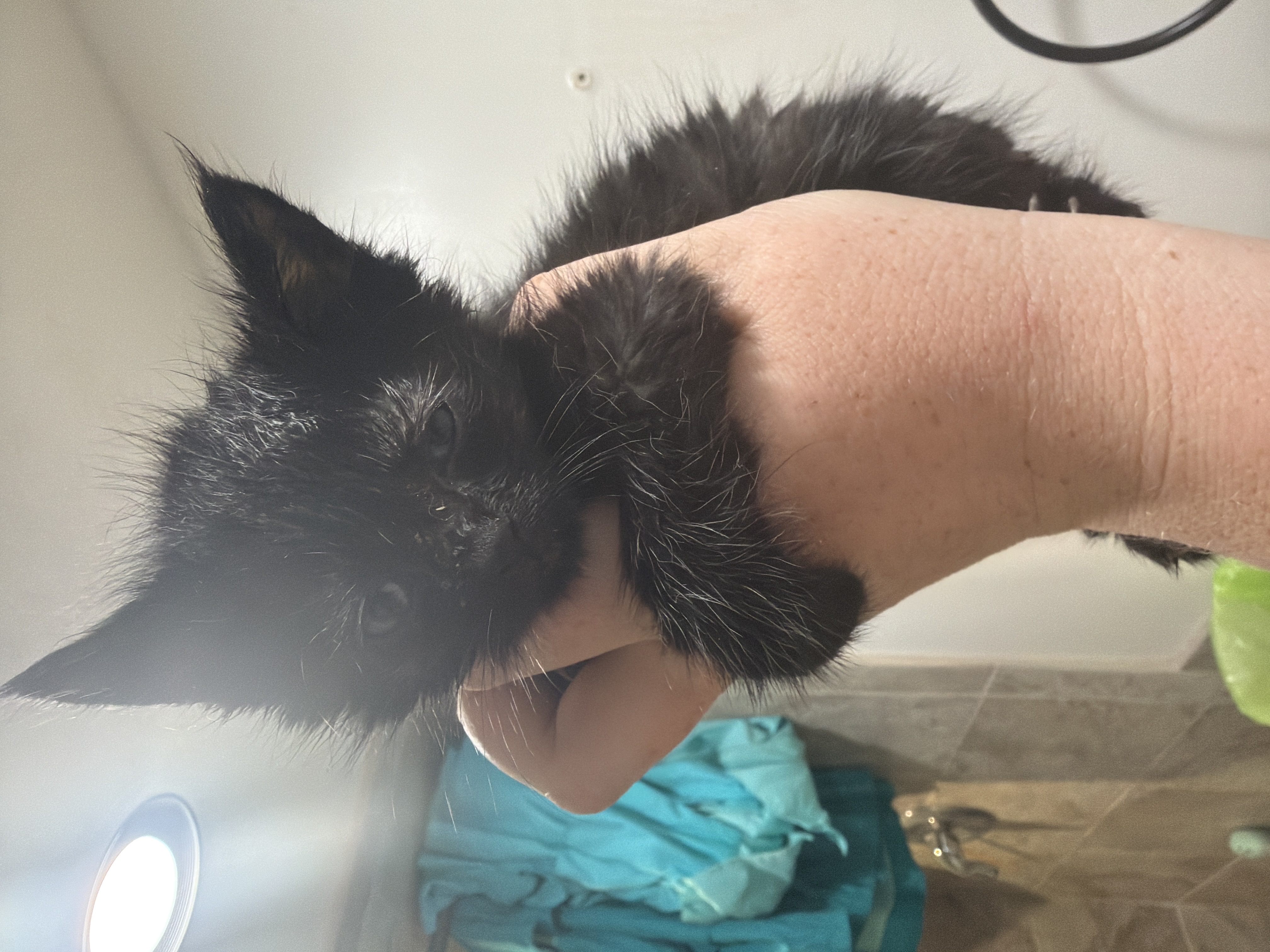 Picture of the Animal Listed