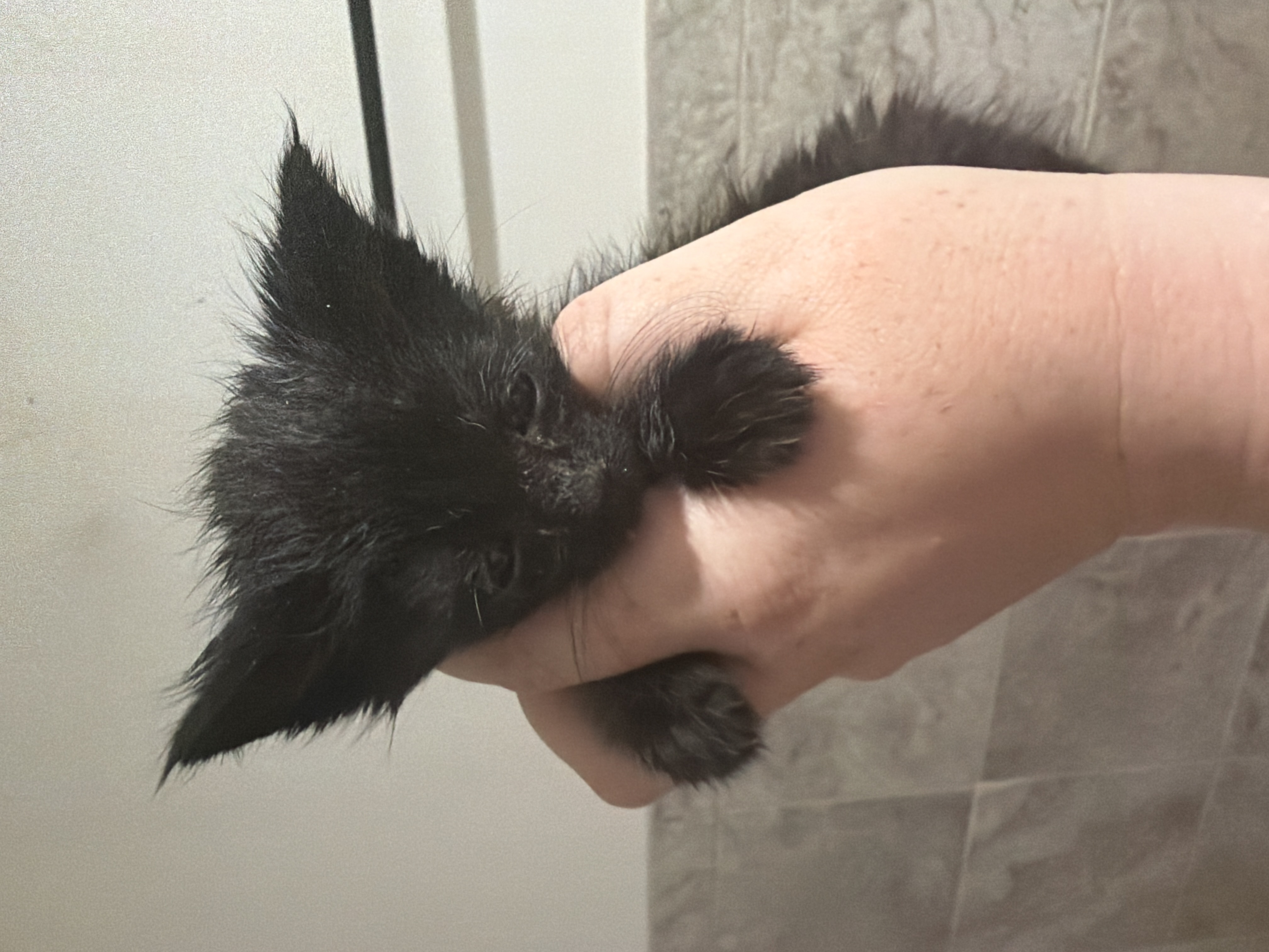 Picture of the Animal Listed