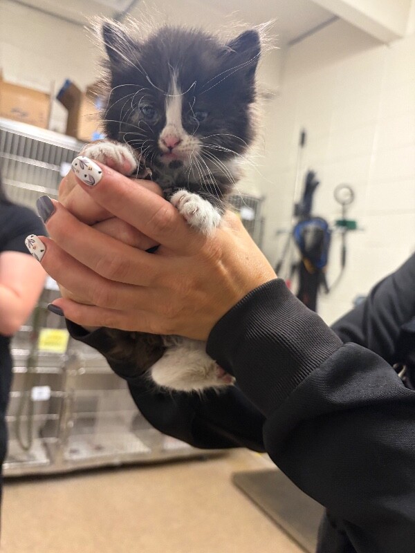 Picture of the Animal Listed