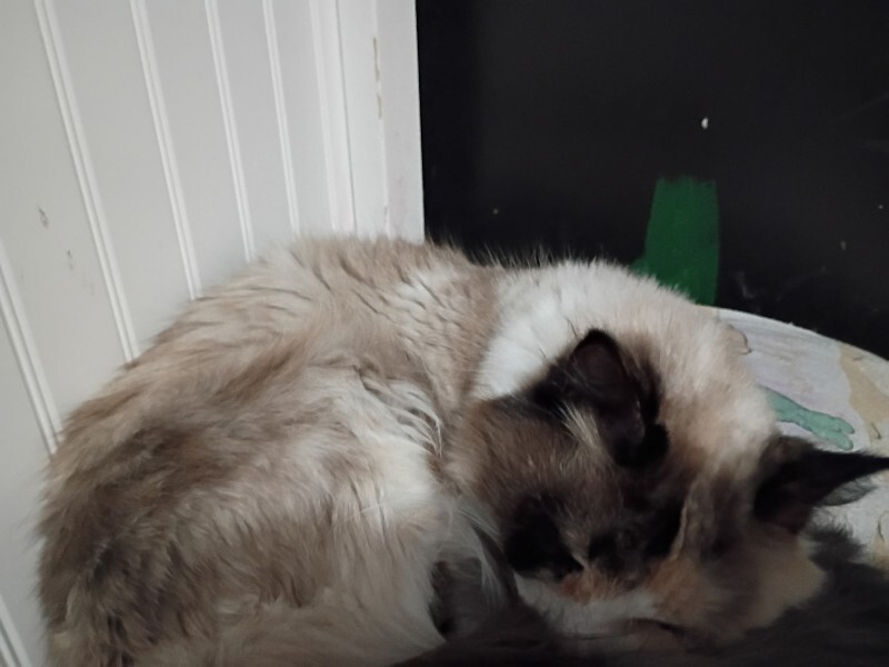 Picture of the Animal Listed