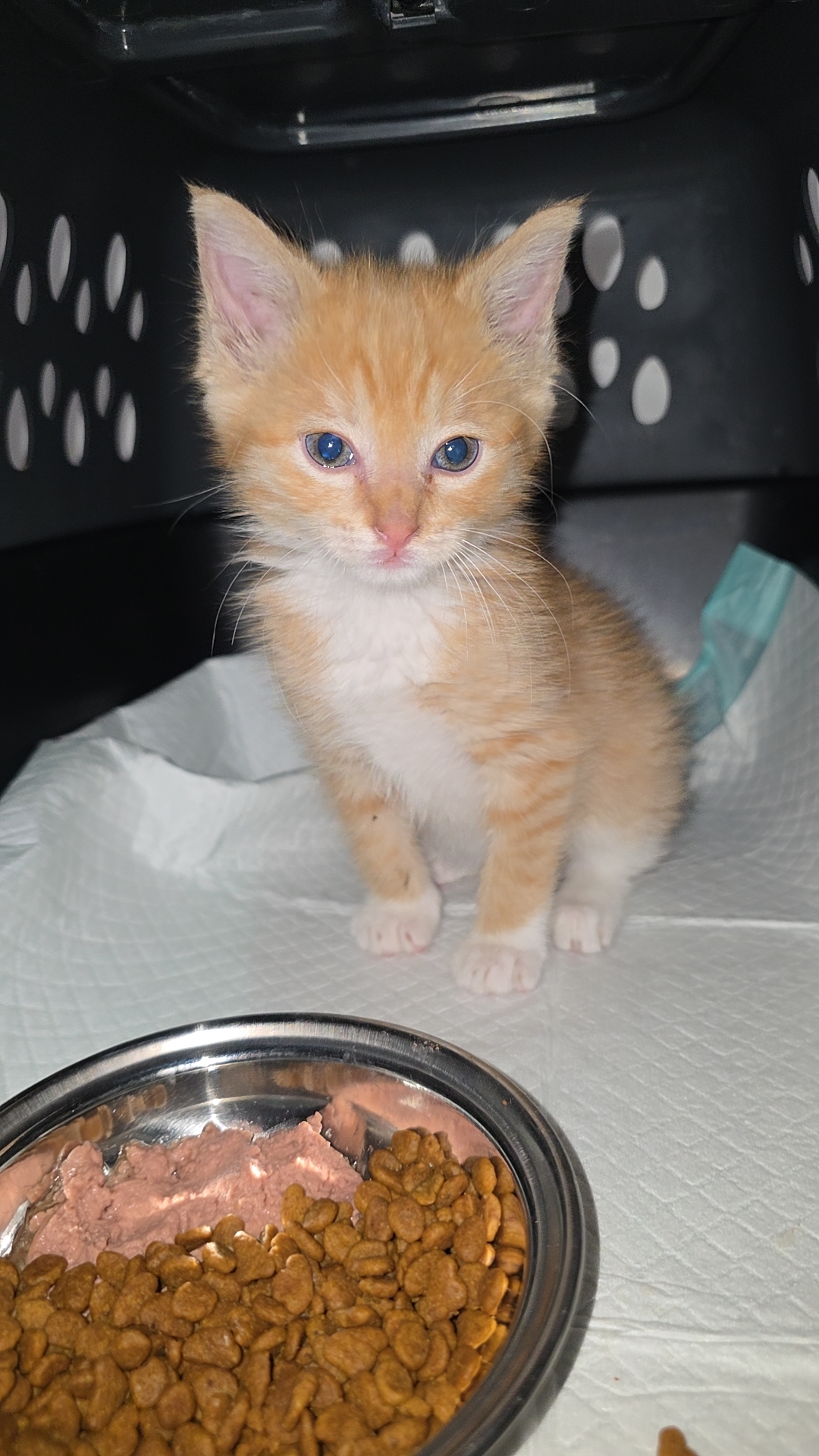 Picture of the Animal Listed