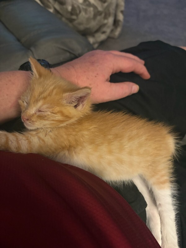 Picture of the Animal Listed