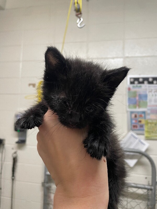 Picture of the Animal Listed