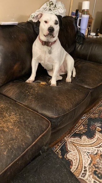 Picture of the Animal Listed
