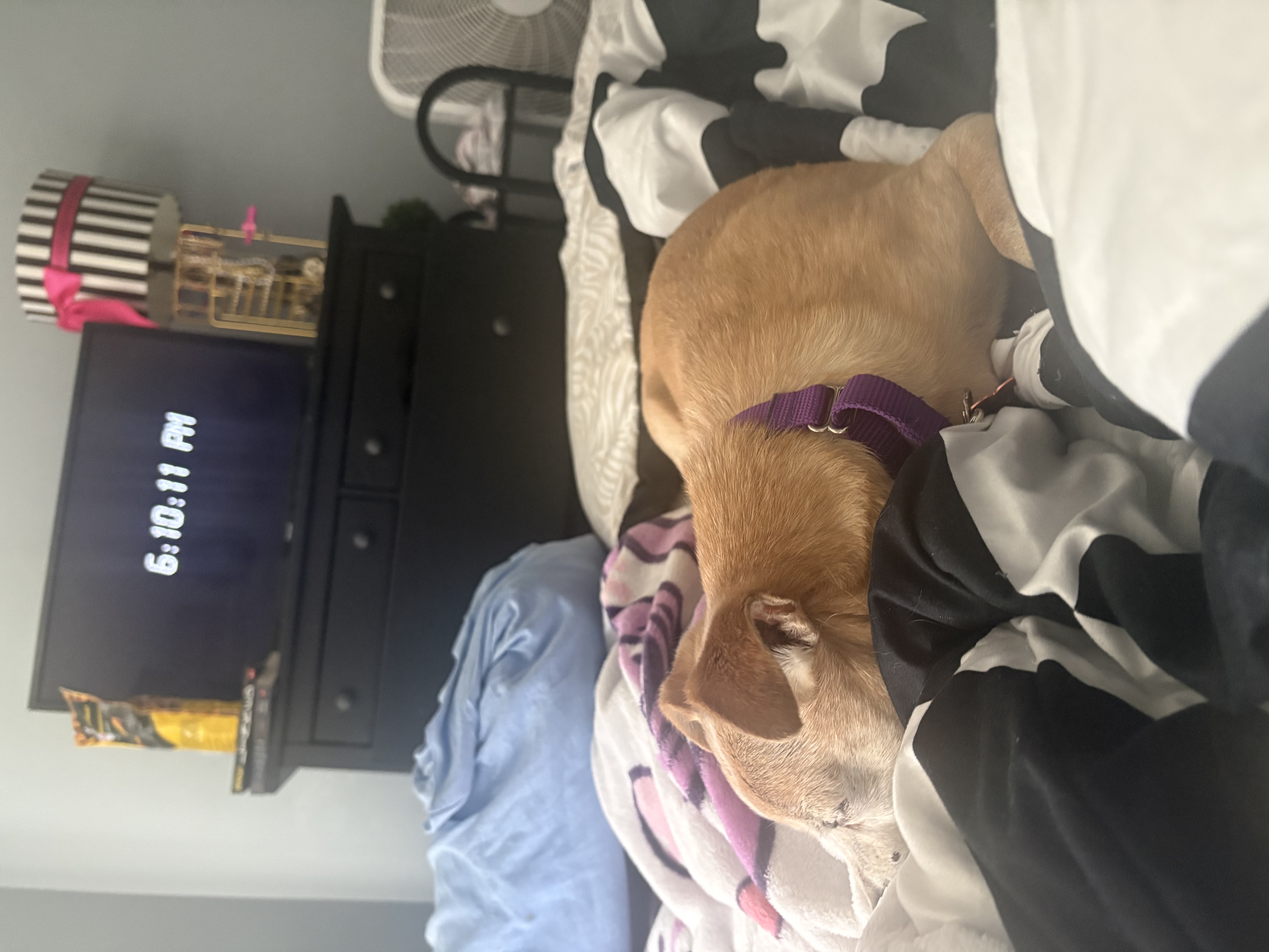 Picture of the Animal Listed