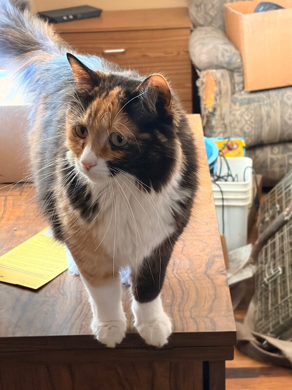 Picture of the Animal Listed