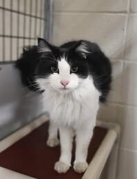 Picture of the Animal Listed