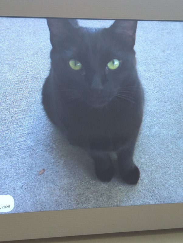 Picture of the Animal Listed