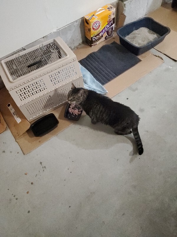 Picture of the Animal Listed