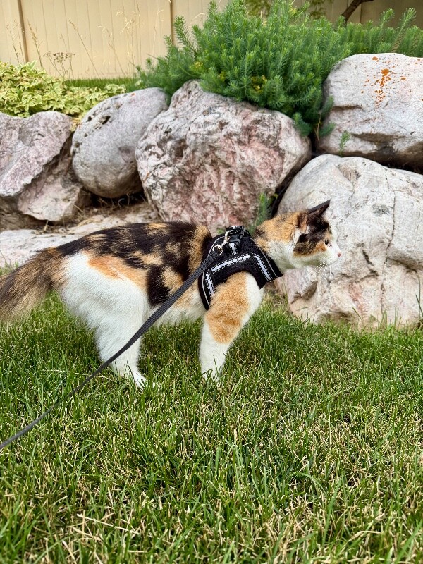 Picture of the Animal Listed
