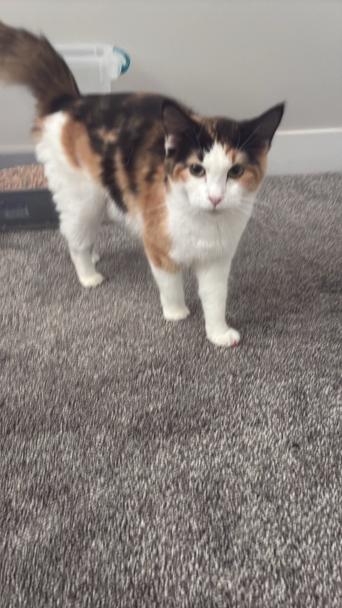 Picture of the Animal Listed