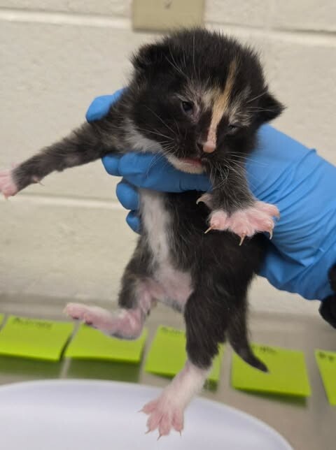 Picture of the Animal Listed