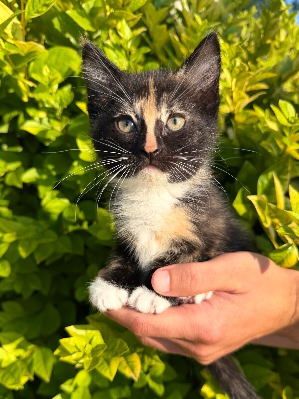 Picture of the Animal Listed