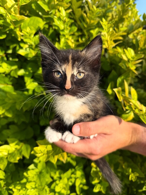 Picture of the Animal Listed