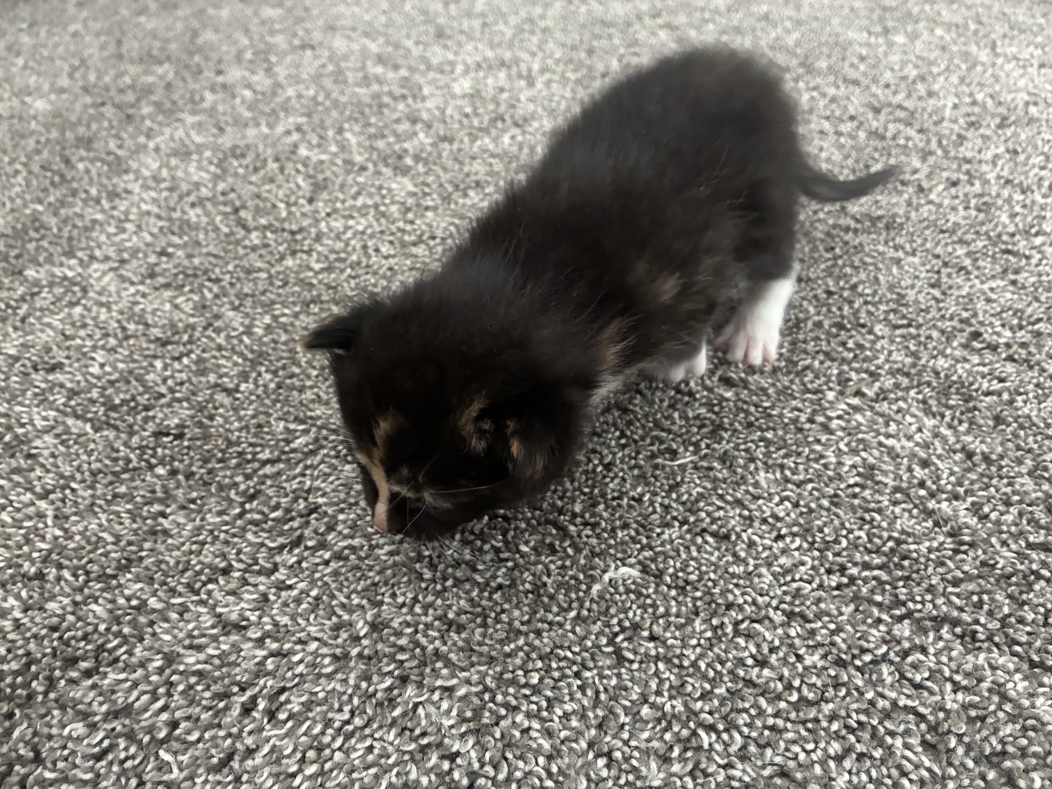 Picture of the Animal Listed