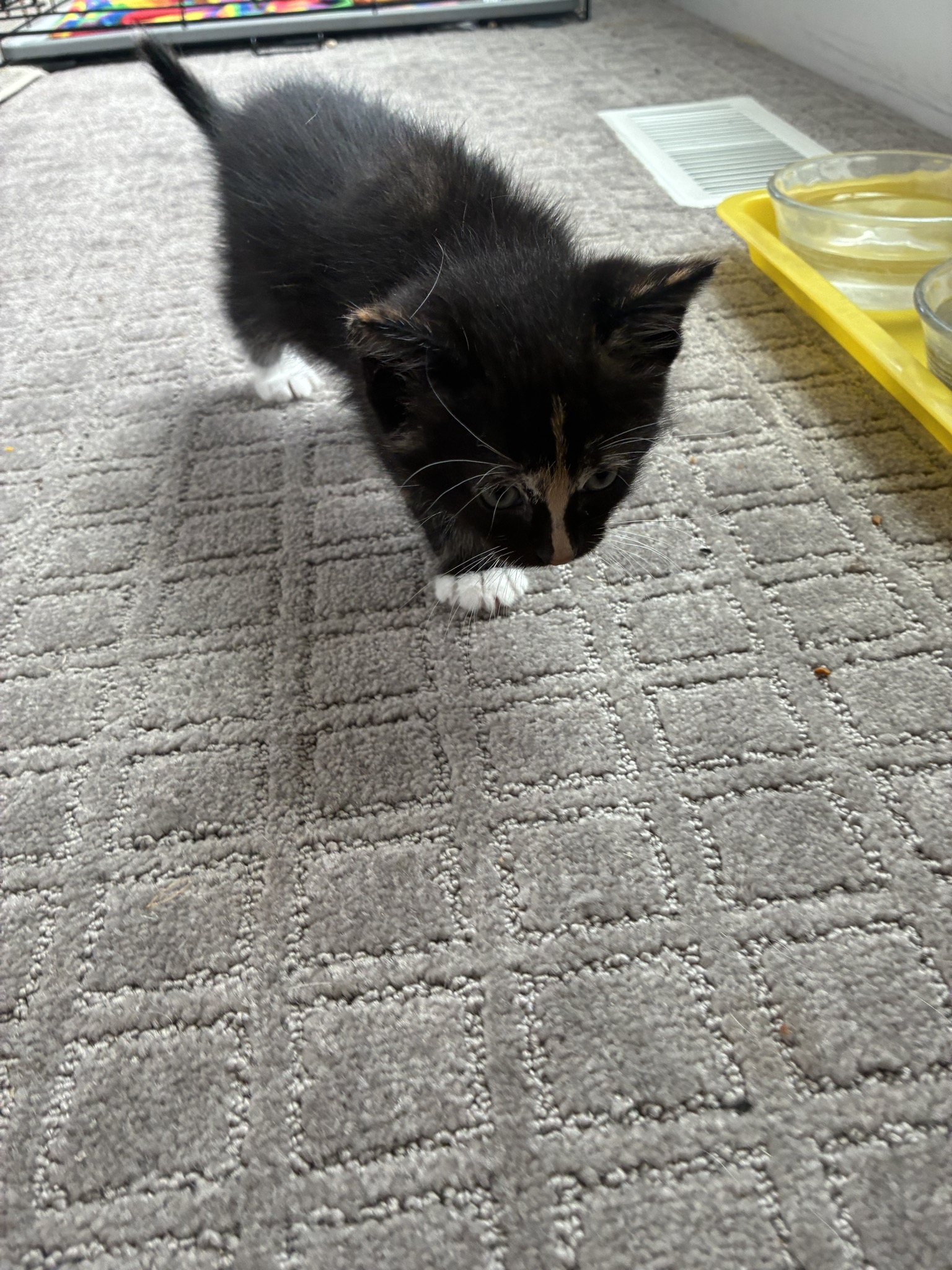 Picture of the Animal Listed