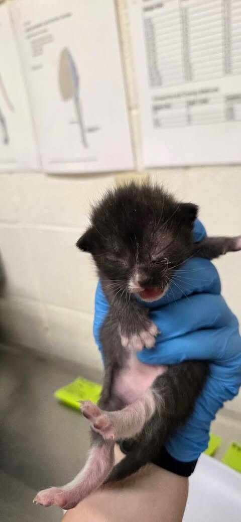 Picture of the Animal Listed