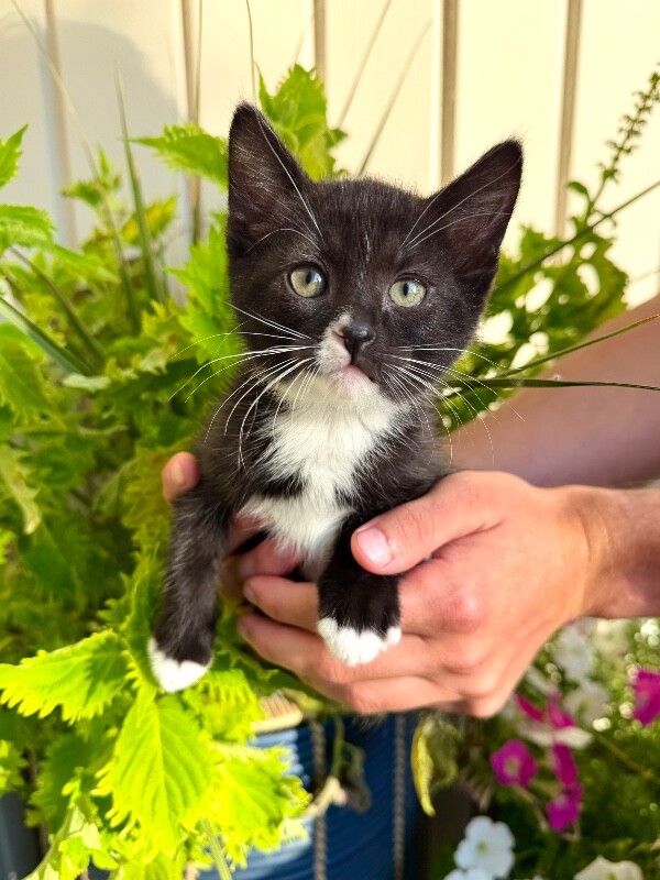 Picture of the Animal Listed