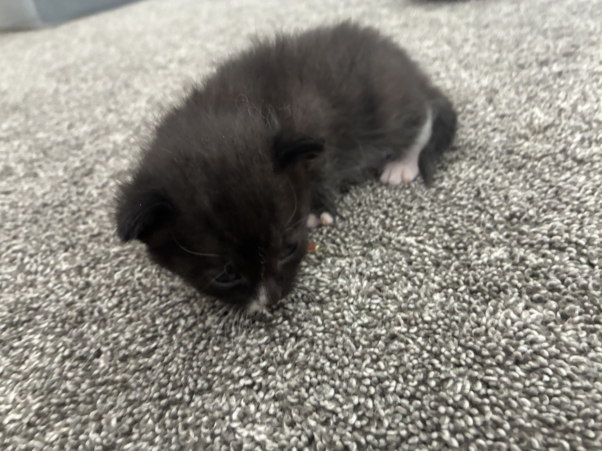 Picture of the Animal Listed