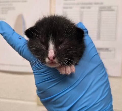 Picture of the Animal Listed