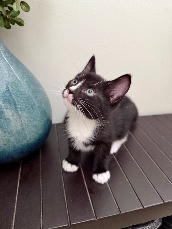 Picture of the Animal Listed