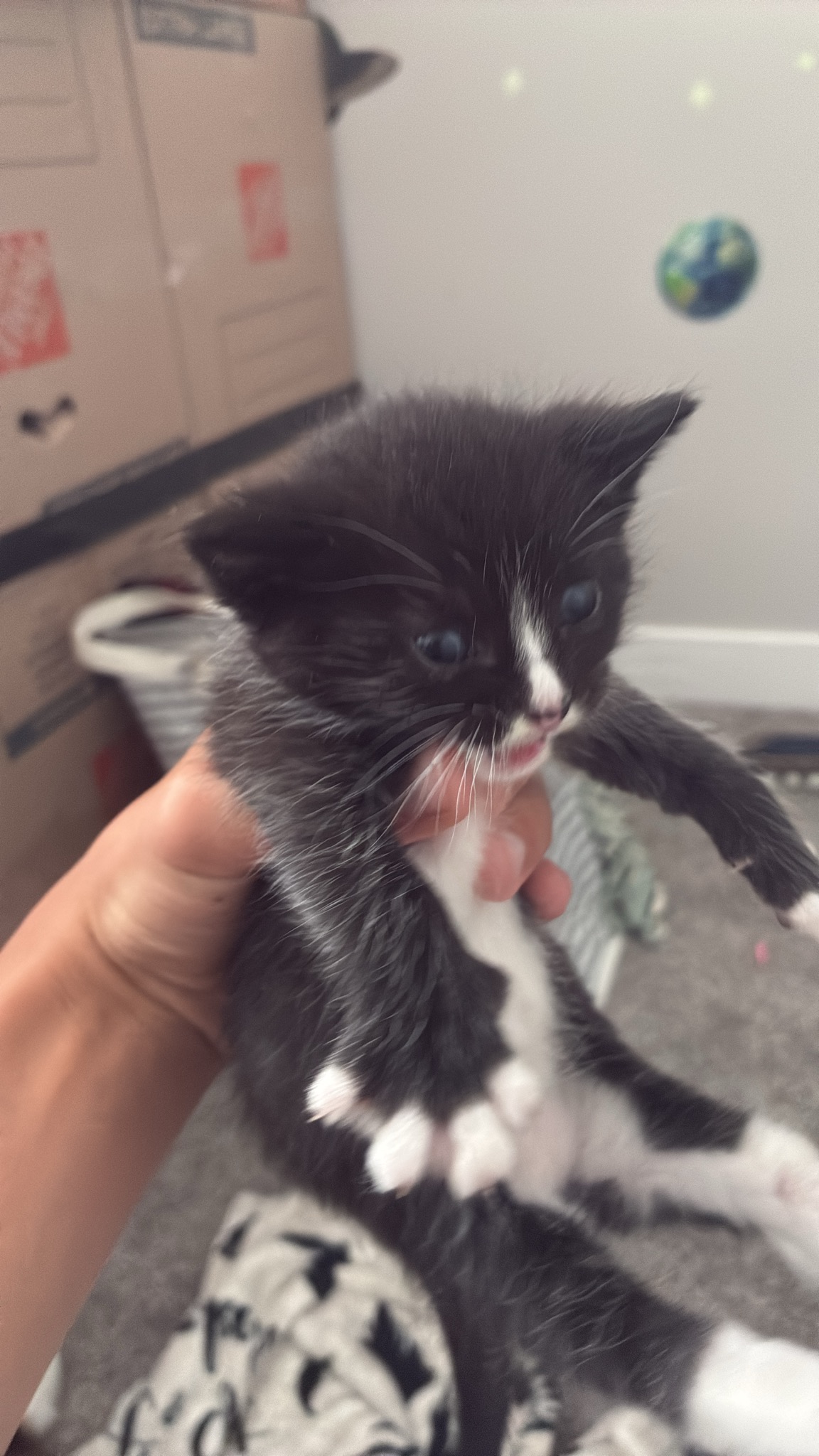 Picture of the Animal Listed